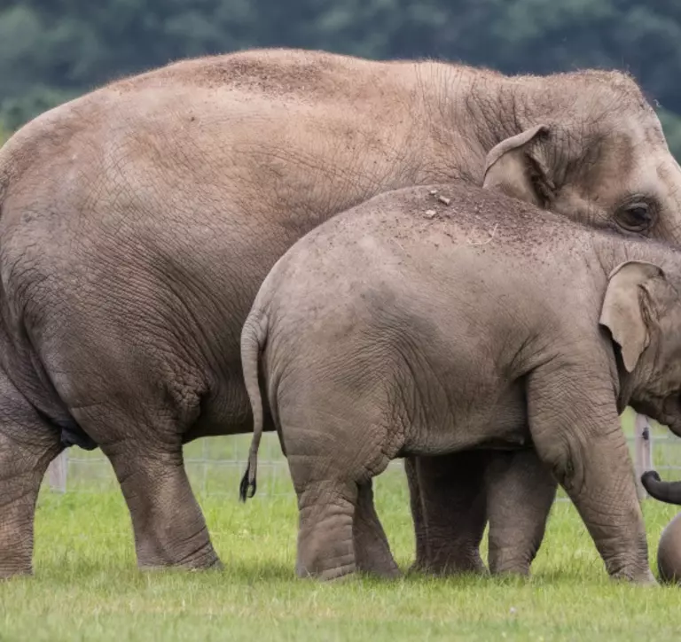 Asian elephant | Whipsnade Zoo